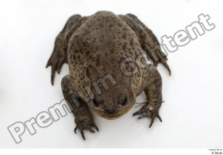 Toad  2 Bufo bufo whole body 0015.jpg